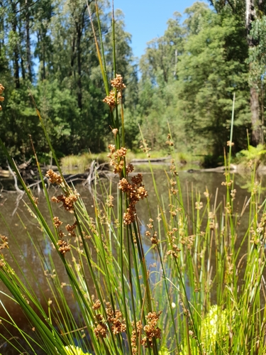 Juncus gregiflorus