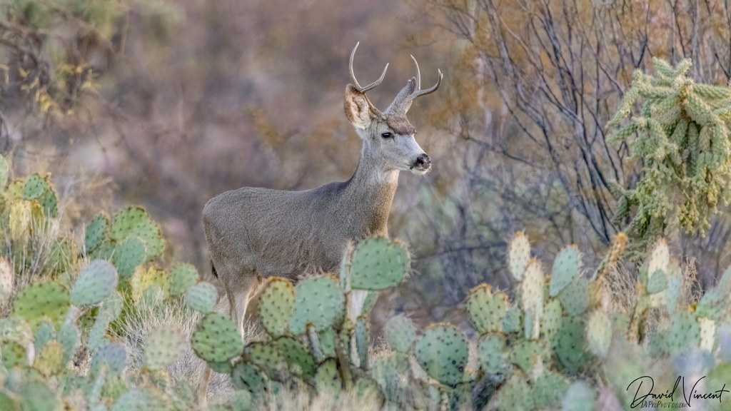 Mule deer, Odocoileus hemionus, family near Medicine Hat, Alberta, Canada  Stock Photo - Alamy