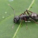 Polyrhachis moesta - Photo (c) 豆豆, all rights reserved, uploaded by 豆豆