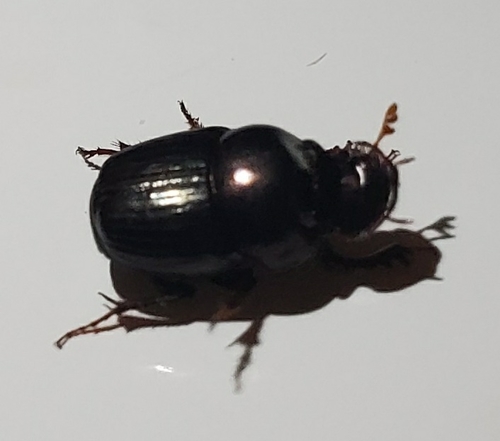 Onthophagus armatus