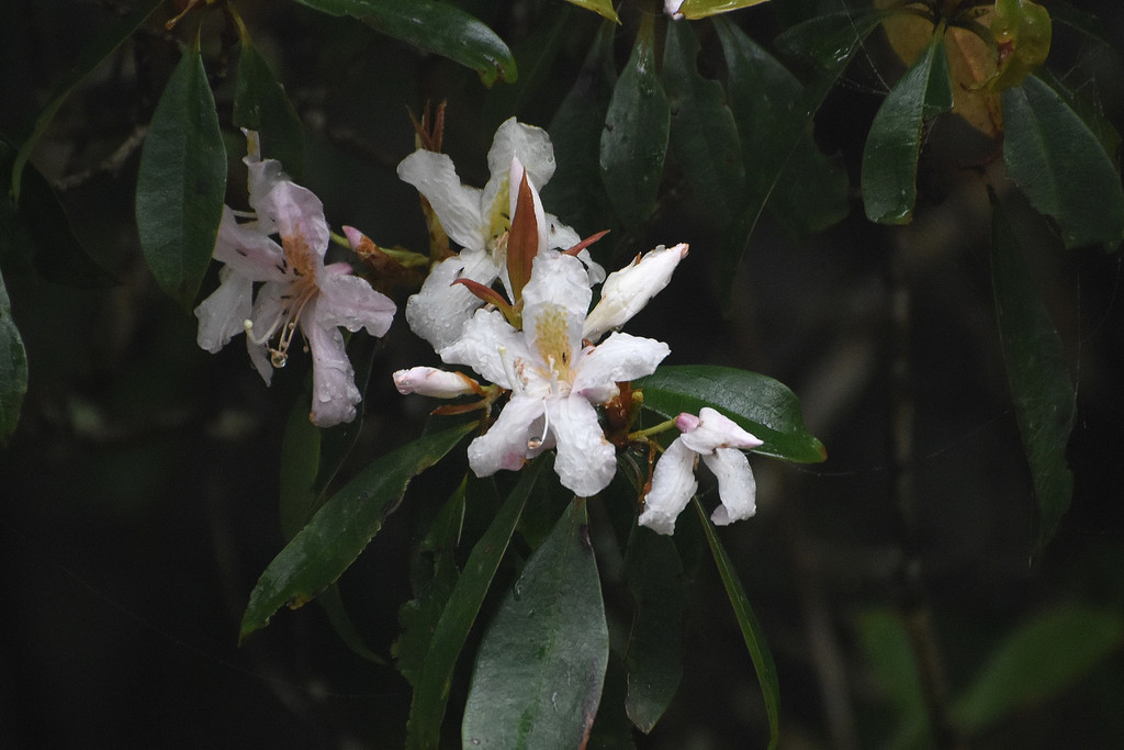 Rhododendron latoucheae (Rhododendron latoucheae)