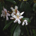 Rhododendron latoucheae - Photo (c) WK Cheng, all rights reserved, uploaded by WK Cheng