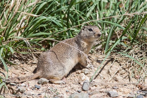 Wyoming Ground Squirrel