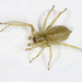 Northern Yellow Sac Spider - Photo (c) Michael King, all rights reserved, uploaded by Michael King