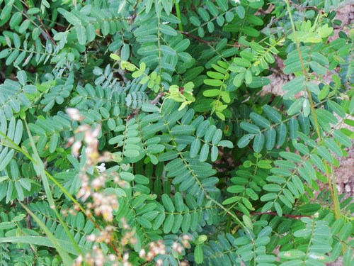 Palo dulce (Eysenhardtia orthocarpa)