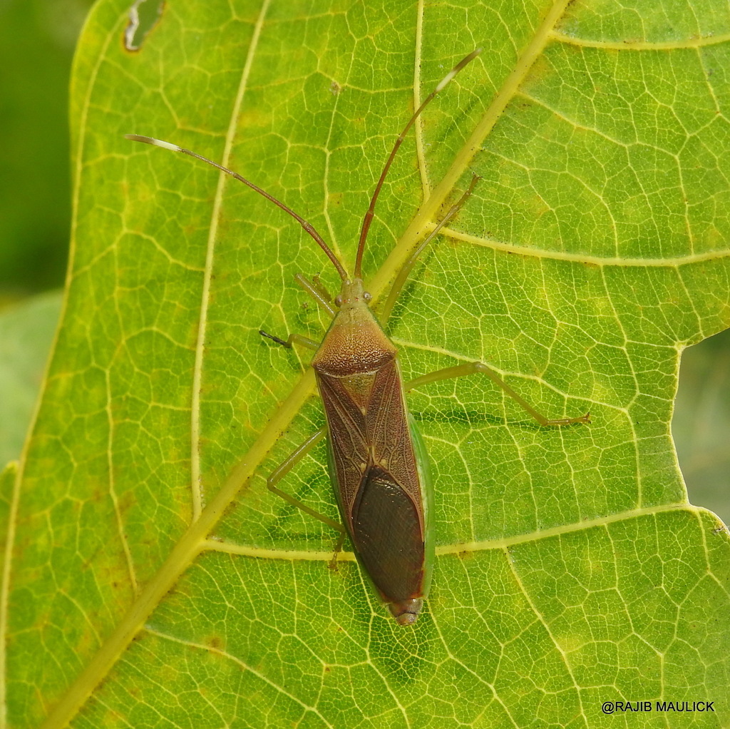 Homoeocerus Relatus From Bardhaman West Bengal India On October