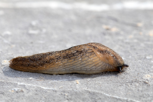 fasciatus-group Arion Slugs