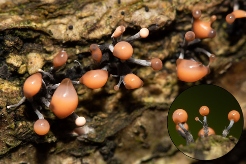 Stilbocrea gracilipes