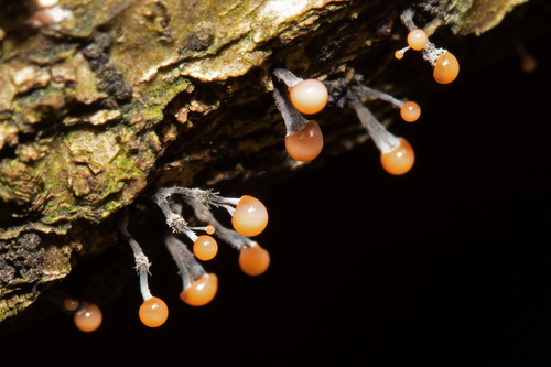 Stilbocrea gracilipes