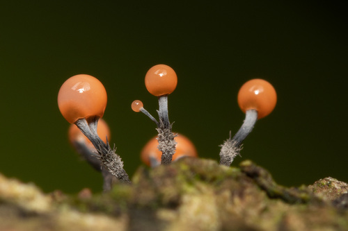 Stilbocrea gracilipes