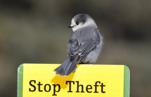Canada Jay