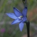 Thelymitra longiloba - Photo (c) Shawn Ryan, all rights reserved, uploaded by Shawn Ryan