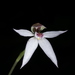Australian Gnome Orchid - Photo (c) Shawn Ryan, all rights reserved, uploaded by Shawn Ryan
