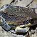 Mid-South Eastern Banjo Frog - Photo (c) Patrick  Campbell, all rights reserved, uploaded by Patrick  Campbell