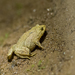 Cycloramphus parvulus - Photo (c) Rodrigo Mayworm, all rights reserved, uploaded by Rodrigo Mayworm