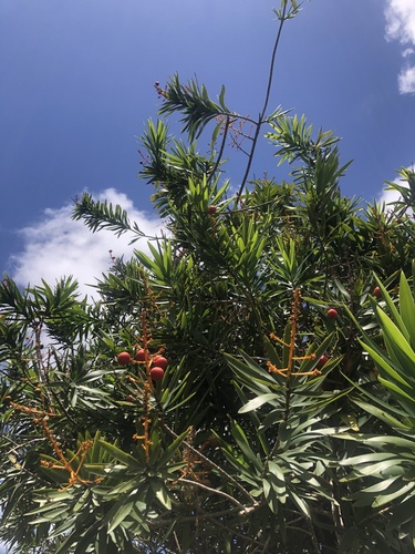 Small-leaf Dragontree