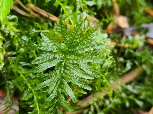 Vingialapė lapūnė nuotrauka