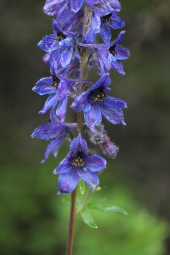 confused mountain larkspur (Delphinium inconspicuum)