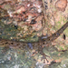 Northern Seychelles Tail-pad Gecko - Photo (c) gernotkunz, all rights reserved, uploaded by gernotkunz