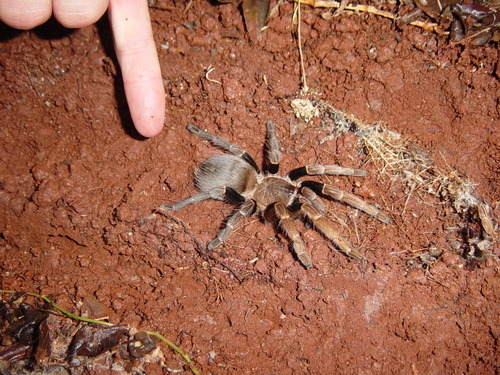 Brazilian Brown Tarantula