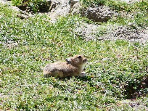 Black-lipped Pika