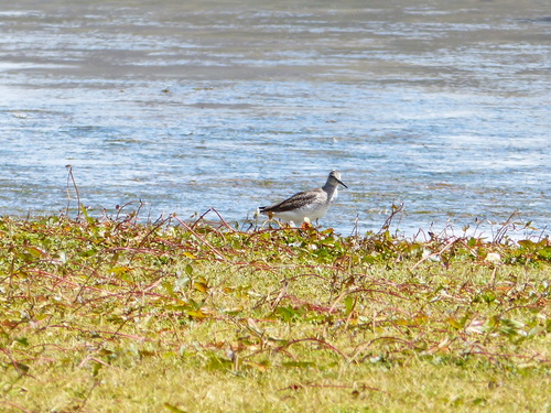 Common Greenshank