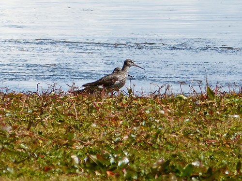 Common Redshank