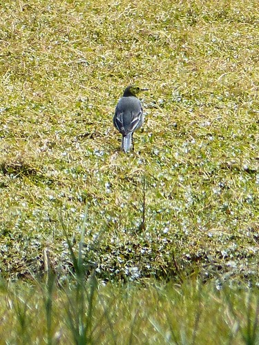 Citrine Wagtail