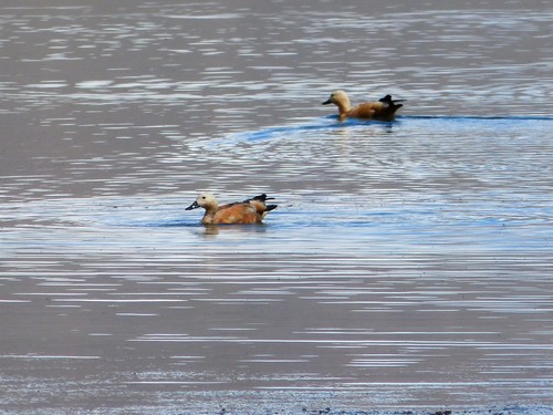 Ruddy Shelduck