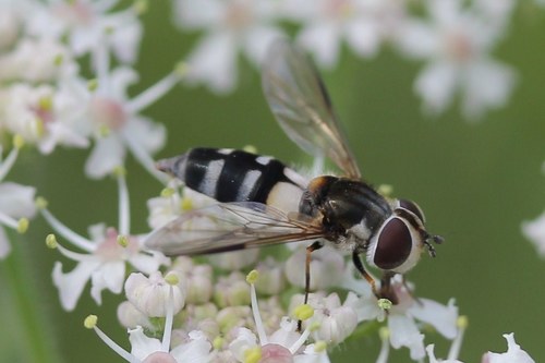 Dark-saddled Leucozona