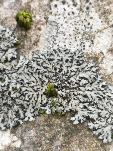 Mealy Shadow Lichen