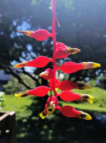 Christmas jewels (Aechmea racinae)