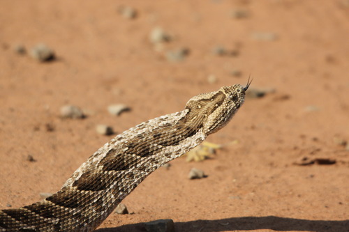 Puff Adder