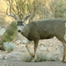 Desert Mule Deer - Photo (c) Jane Dixon, all rights reserved, uploaded by Jane Dixon