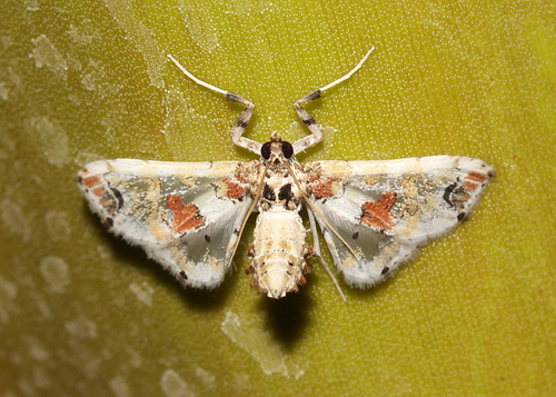 Leucinodes orbonalis Guenée, 1854