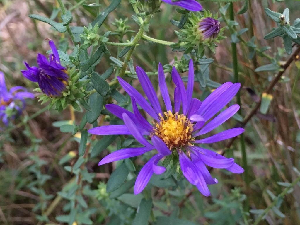 Largeflower Aster from 45184626 Manns Chapel Rd, Chapel Hill, NC, US on October 9, 2017 at 06