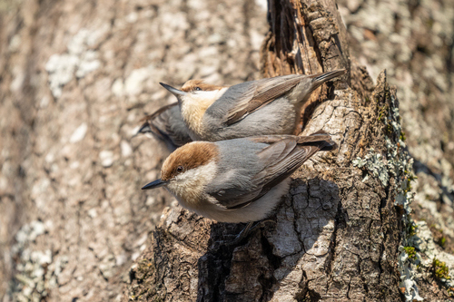 Brown-headed Nuthatch