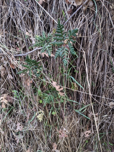 iNaturalist observation photo of goldback fern