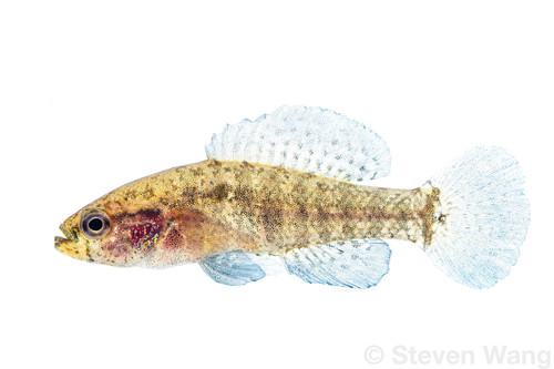 Banded Pygmy Sunfish