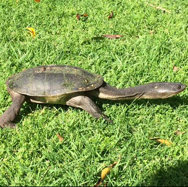 Southwestern snake-necked turtle in October 2017 by naturepassport859e ...