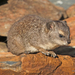 Bush Hyrax - Photo (c) Steve Collins, all rights reserved, uploaded by Steve Collins