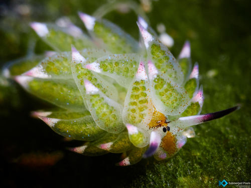 Costasiella kuroshimae Ichikawa, 1993
