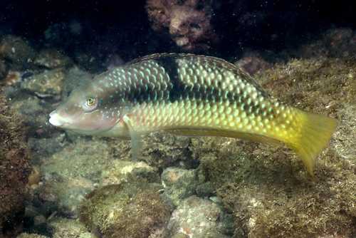 Spinster Wrasse