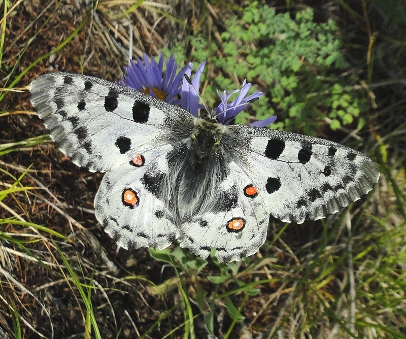 Nomion Apollo (Parnassius nomion) · iNaturalist