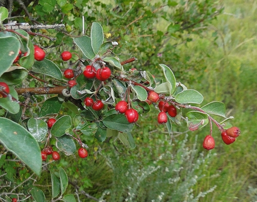 Tianshan Cotoneaster (Cotoneaster megalocarpus)