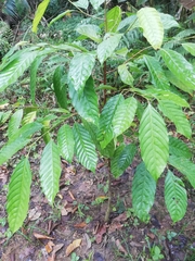 Minquartia guianensis image
