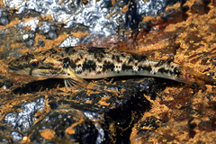 Gobiomorus maculatus image