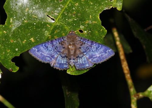 Plain cloak moth