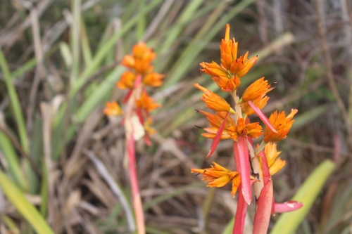 Aechmea aquilega