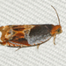 Red-headed Ancylis Moth - Photo (c) David Beadle, all rights reserved, uploaded by David Beadle